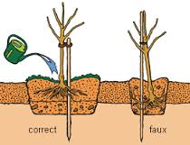 plantation