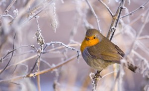 Rouge Gorge en hiver