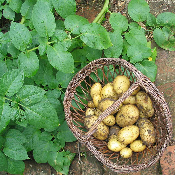 Pomme de terre