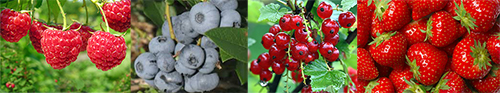 Fruits_rouges