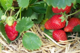 Fraises_paillage