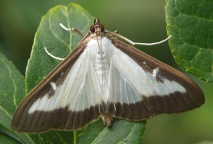 Pyrale du buis / Papillon