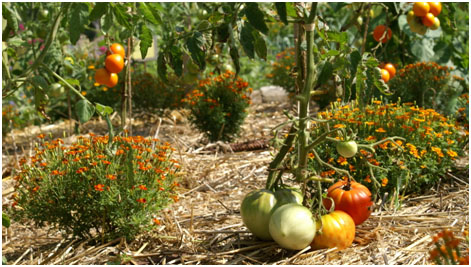 Pieds de tomates