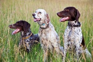 Chiens_chasse