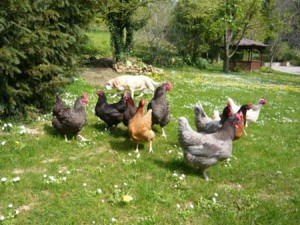 Poules en extérieur