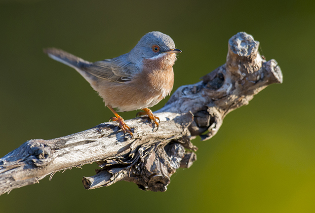 fauvette_passerinette_martin_steenhaut