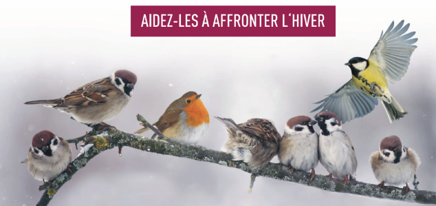 oiseaux de la nature