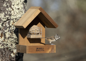 Gasco-oiseaux-bassedef1